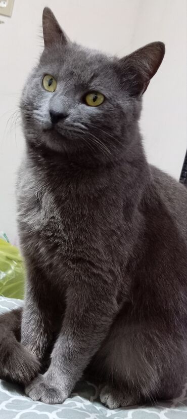 pulsuz pişiy: Şotland, Erkək, Cütləşmə üçün, Ödənişli çatdırılma