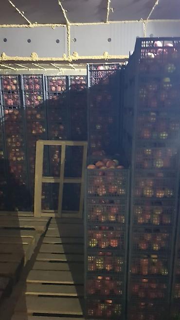 цветы фикусы: Пластиковые ящики от производителя Ящики для яблок ящики для груш — 6
