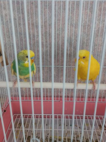Птицы: 1700 сом два попугая с сеткой есть своя ванна корм связи выездом
