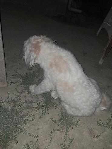 balaca ev itləri: Erkək — 5