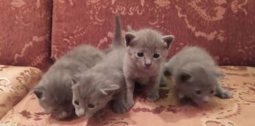 Pişiklər: Britan, Erkək, Dişi — 13