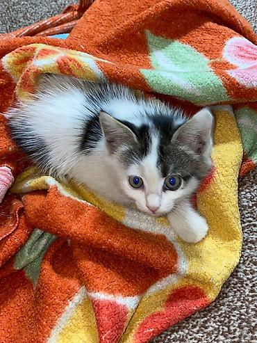 сколько стоят котята: Котята, домашние, ласковые и игривые. - Возраст: примерно 1,5–2 — 1
