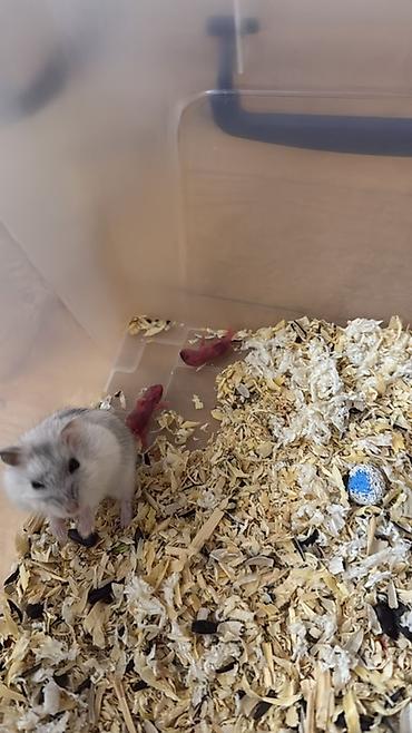 Gəmiricilər: Cırtdan hamsterlər – damazlıqdan - Növ: cırtdan (dwarf) hamsterlər - — 3