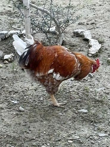 qus iran: Xoruz, il: 2, Ünvandan götürmə — 3