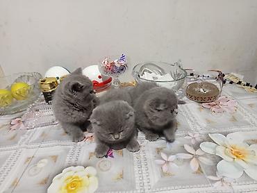 Pişiklər: Britan — 9