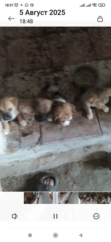 1 ay, Dişi