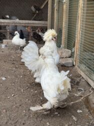 купить домашних курей: Продаю пару турецких Султанок! Курочка в этом году выводила 3 раза at lalafo.kg купить домашних курей: Продаю пару турецких Султанок! Курочка в этом году выводила 3 раза