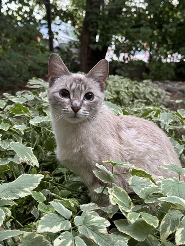 дом для котов: Сиамская красавица ищет заботливых и ответственных родителей. Девочка