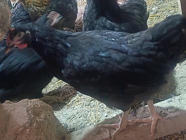 Toyuqlar: Toyuq, Australorp, Yumurtalıq — 1