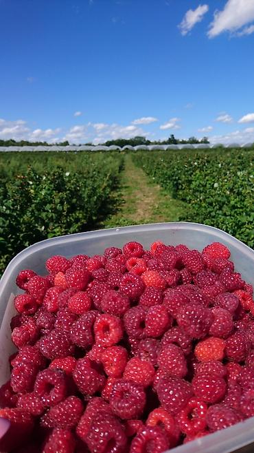 Tayberry saplings & cuttings: 🌿 Полана жана Полька 🌿( Оригинал сорт ) мөмөсу 🍇 Чон чон одборный — 7