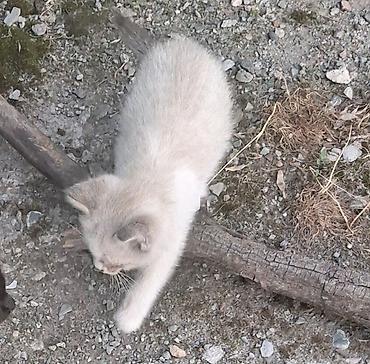 Животные: Кошка даром: Беспородная, 2 месяца, Мальчик — 1