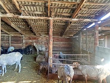 Продажа сельхоз предприятий: Продаётся недвижимость сельхозназначения с хозяйственным двором и — 5