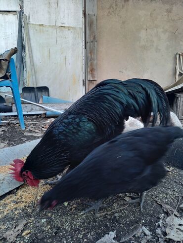 Куры, петухи: Продаю | Куры | Домашняя | Для разведения — 3