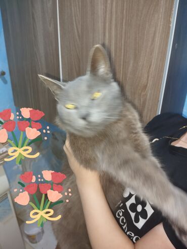 pişiyə verilən adlar: Dişi, Ünvandan götürmə