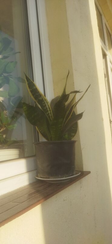 Otaq bitkiləri: Satış üçün müxtəlif otaq/balkon bitkiləri seti. razılaşma yolu ilə -da lalafo.az — 3 Otaq bitkiləri: Satış üçün müxtəlif otaq/balkon bitkiləri seti. razılaşma yolu ilə — 3