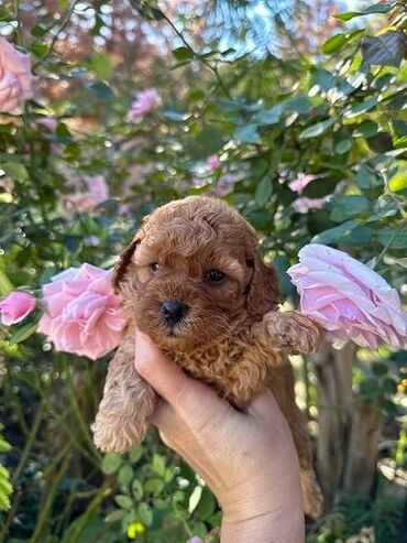 Psi: Pudle vrhinskog kvaliteta i genetike odgaivacnica registrovana u FCI — 4