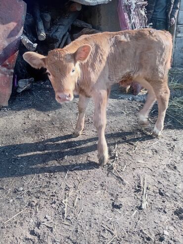Коровы, быки: Продаю | Музоо, торпок | Полукровка | На откорм — 4