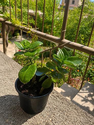 ev gulleri sekilleri: Bu bitki Kalanxoe (Kalanchoe)-dur. Kalanxoe – sağlam və baxımlı dibçək — 1