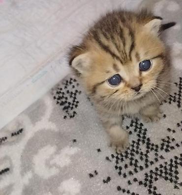 Pişiklər: Britan — 5