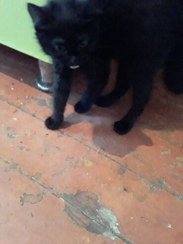 сиамский кот сколько стоит: Отдам котенка в добрые руки. окрас-черный, девочка. 5й месяц. Родители