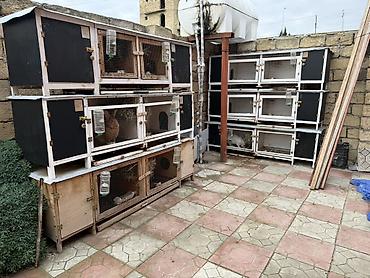 paroda: Çoxseksiyalı dovşan qəfəsləri və avadanlıqları satilir Dovsanlarin — 5