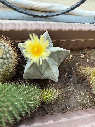 Otaq bitkiləri: Bu dəstə müxtəlif növ kaktuslar daxildir. Hər kaktus özünəməxsus forma — 4