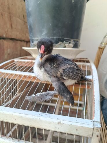 Digər quşlar: Salam. 1 ay 10gunluk temiz qan yaponka cuceleri satılır. Saglam lalafo.az -da Digər quşlar: Salam. 1 ay 10gunluk temiz qan yaponka cuceleri satılır. Saglam