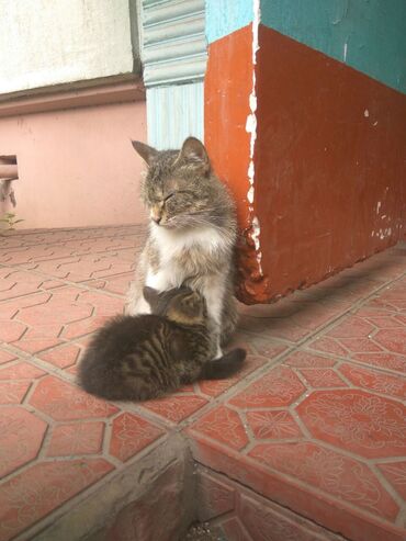 Коты: Полосатый котёнок. Полтора месяца. Восток - 5