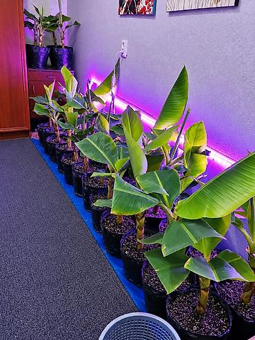 сколько стоит черная смородина на рынке: Продаю бананы ПЛОДОВЫЕ, сорт: Acuminata. Плодятся на второй год — 9