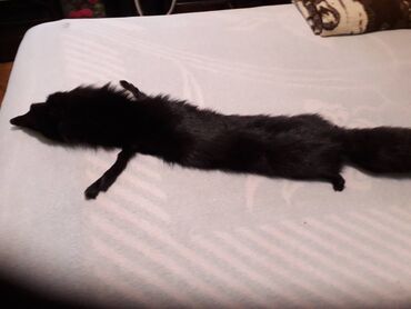 Krzneni kaputi: One size, Polarna lisica, bоја - Crna na lalafo.rs — 1 Krzneni kaputi: One size, Polarna lisica, bоја - Crna — 1