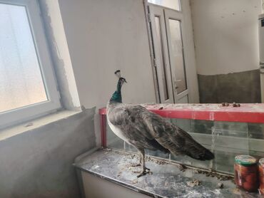 cənnət quşu: Tovuz quşu 1 ədədi 250 manata 2 yaş