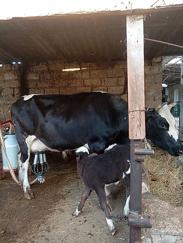 mal bazarı: Birinci qarna dişi buzovla ivanovqa satılır 12 l sud verir unvan bine — 1
