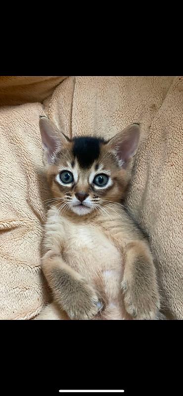 Мышыктар сатылат: 🐾 Абиссинские котята — очаровательные малыши в поисках любящих хозяев! — 6