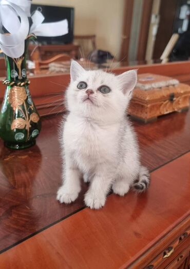 günlük fəhlə işləri: Шиншилла, Самка, В добрые руки, Платная доставка, Самовывоз