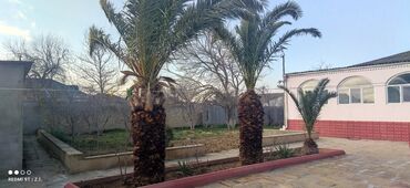 iran xurma agaci: Xurma ağacı (Feniks) 2 ədəd kök hündürlüyü 2 metr