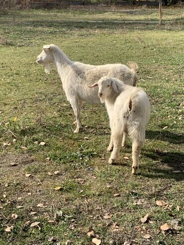 чистокровная немецкая овчарка: фото: Сатам | Эчки (ургаачы) | Көбөйтүү үчүн