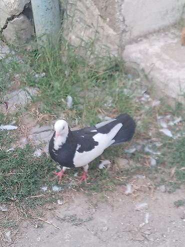 qusar heyvan satisi: Üçude tutulmadir — 5
