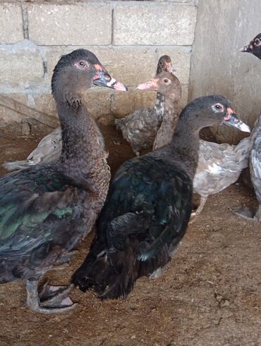 Digər heyvanlar: Salam şəkildə gördüyüvüz heyvanlar satılır 5 dənədi 2 erkək 3 dişidi — 2