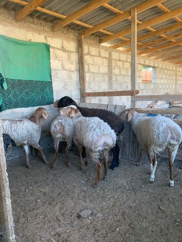 Бараны, овцы: Продаю | Баран (самец) | Гиссарская, Полукровка | На забой | Кастрированные