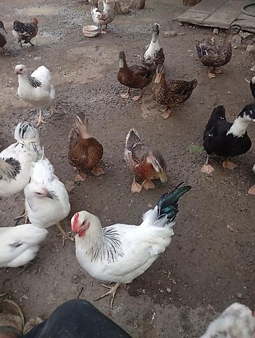 kənd toyugu: Satılir 3 ayligdilar qiymət 13 manata aşağı yeri olar kök heyvanlardi — 1