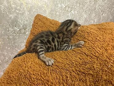 bengal pişik: Benqal — 2