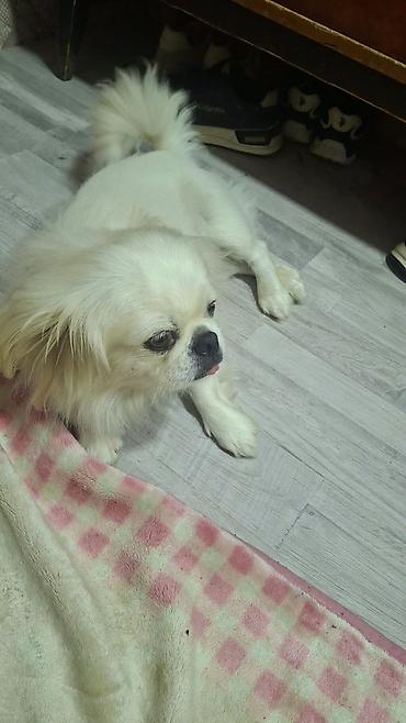 kicik heyvanlar: Pekines, 1 il, Erkək, Sənədli — 2