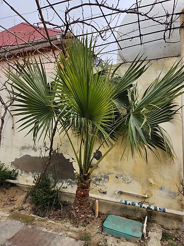 limon ağaçı: Dekorativ palma ağacı – fan formalı yarpaqlı (yükək soyuğa davamlı — 2