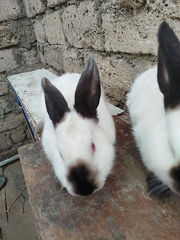 Dovşanlar: Kalfor dovsanlar temiz qan — 16