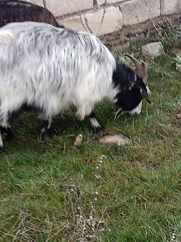 Keçilər, çəpişlər: Çəpiş keçi qoyun sürü və ya tək tək satram. Qiymet ferqlidirMəhsul — 5