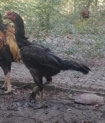 Qazlar: Balakənli Fərman kişinin məşhur çallarındandır.Qardaşı Ağdaś