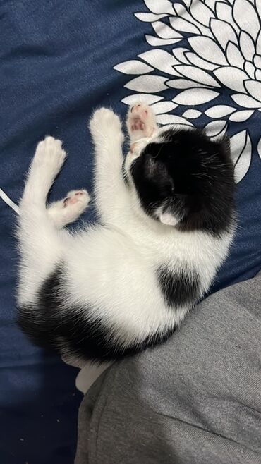 Gəmiricilər: Şotland yastı qulaq, Yaxşı əllərə