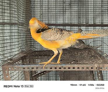 синяя птица: Золотой фазан (Chrysolophus pictus) лимонный фазан ) - Яркий — 1