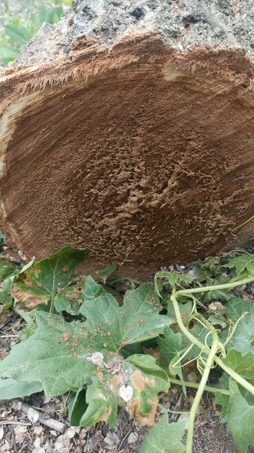 Дрова: Дрова Карагач, Самовывоз — 3