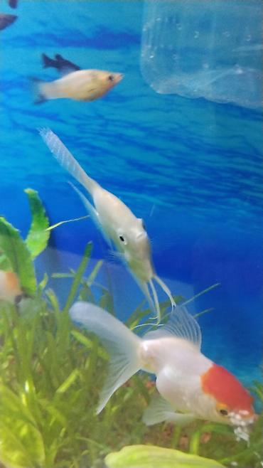 aqvarium: Akvaryum üçün ağ/kremsi rəngdə Skalyar (angelfish) - Növ — 2